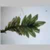 Plant 04er 02.jpg